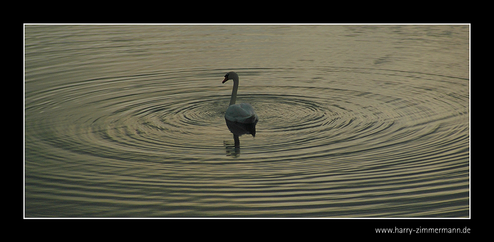 Mein lieber Schwan