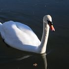 Mein lieber Schwan