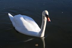 Mein lieber Schwan