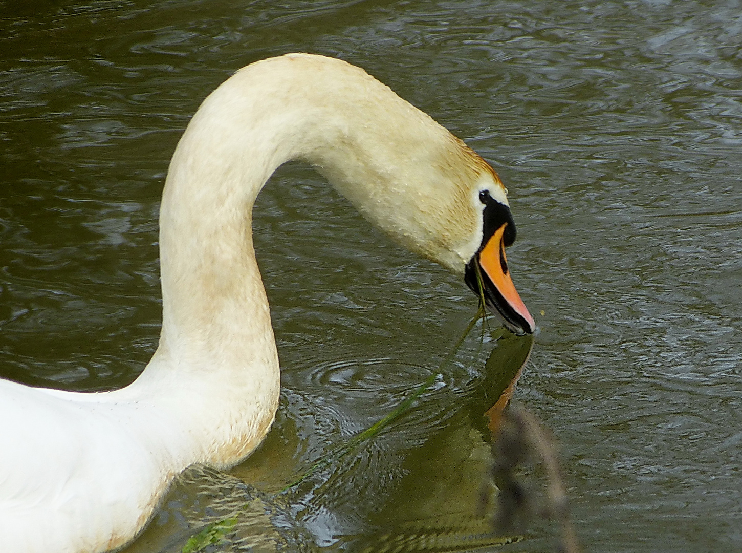 Mein   lieber   Schwan 