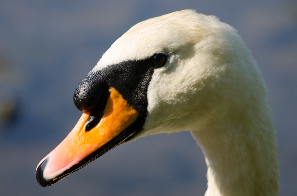 Mein lieber Schwan!