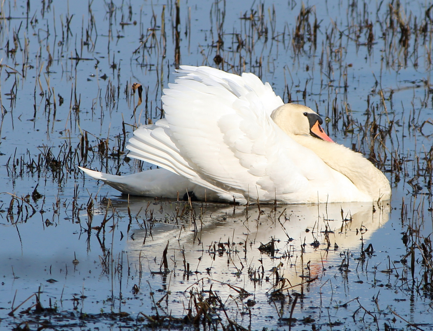 Mein lieber Schwan