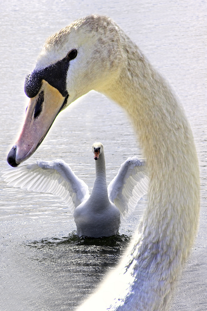 mein lieber Schwan...