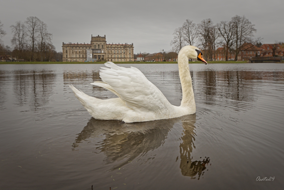 Mein lieber Schwan...