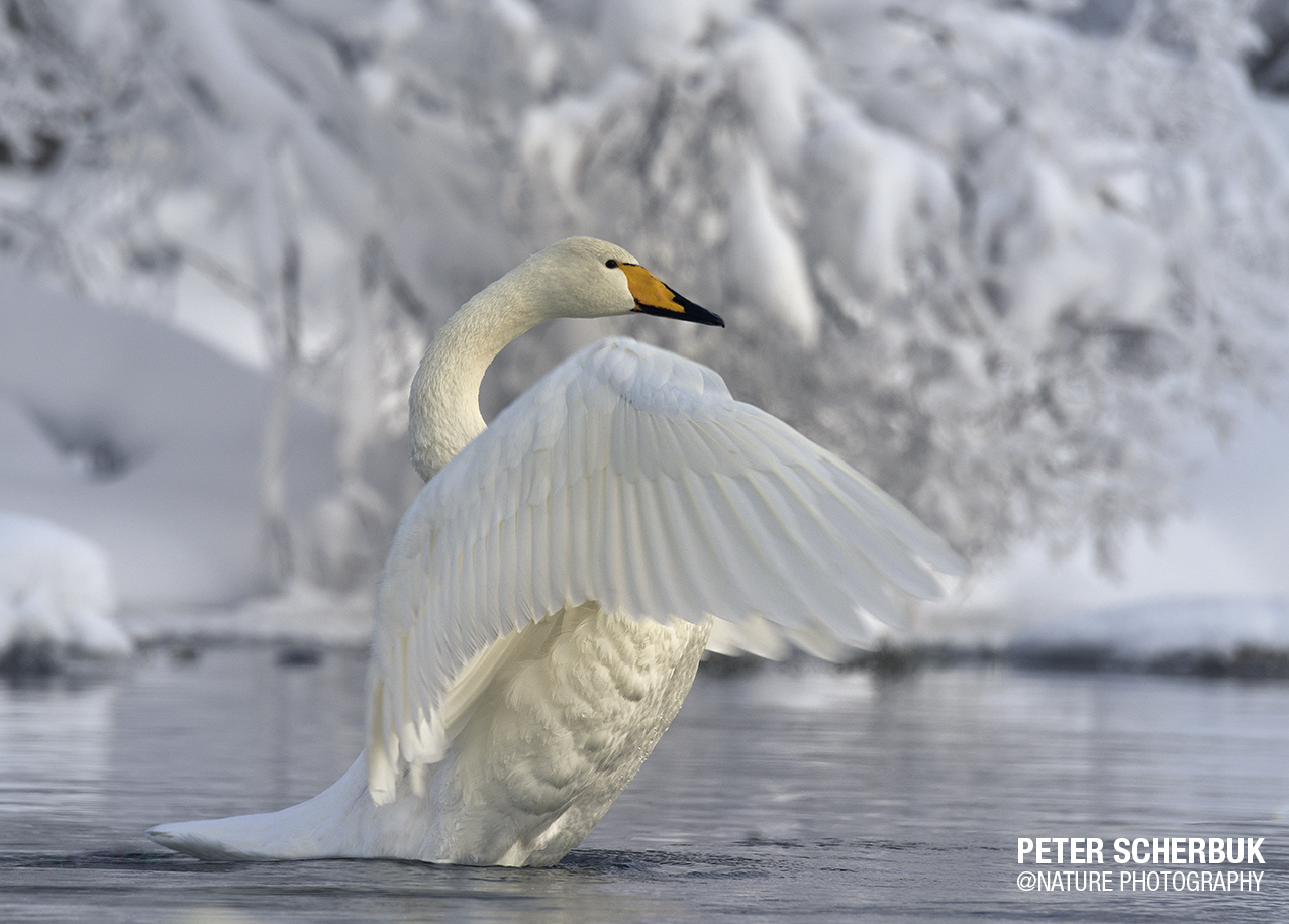 Mein lieber Schwan...