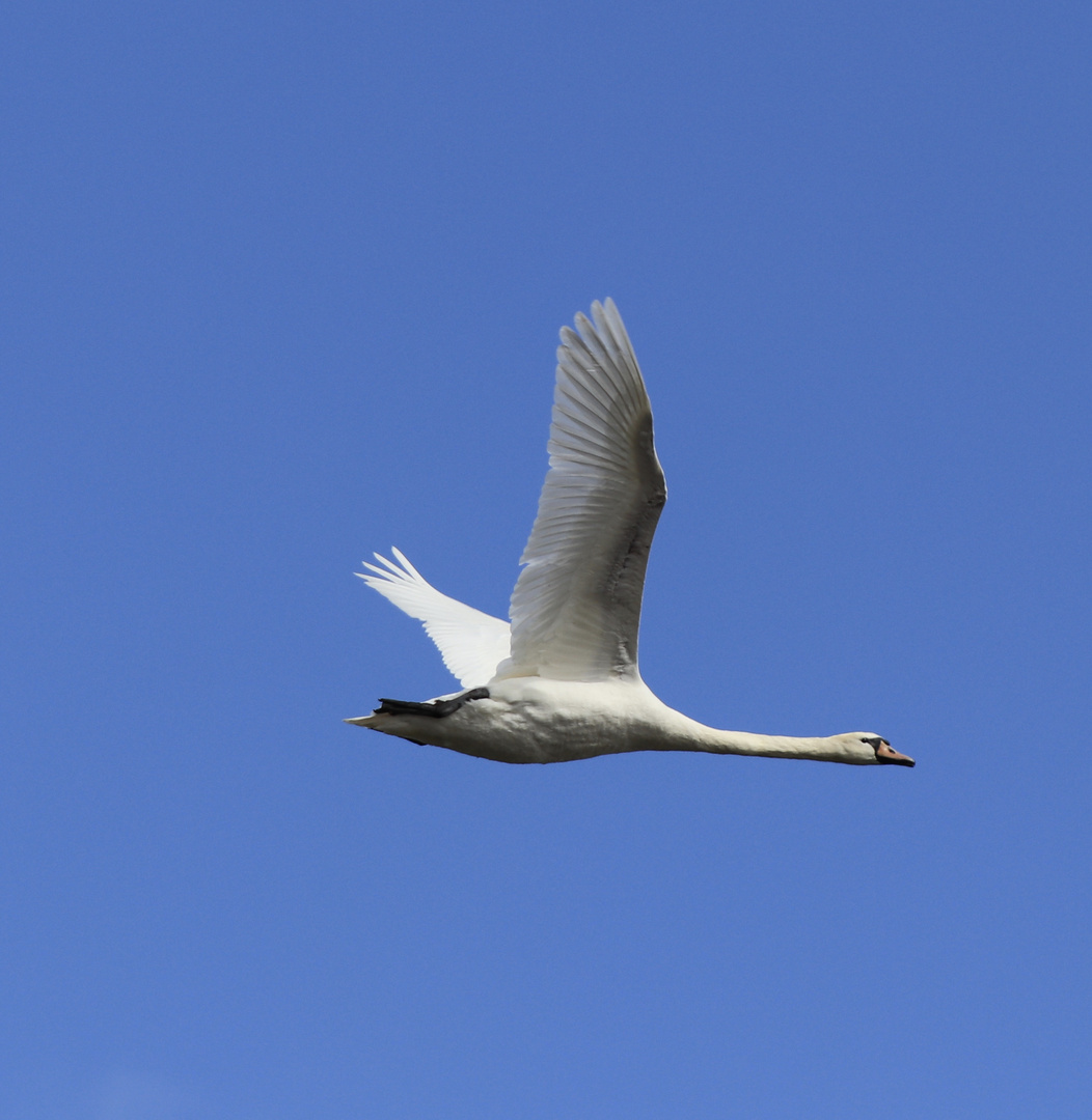 mein lieber Schwan...