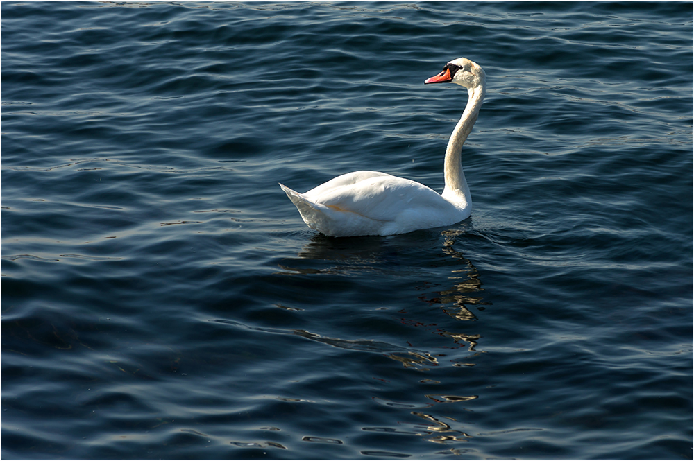 Mein lieber Schwan ...