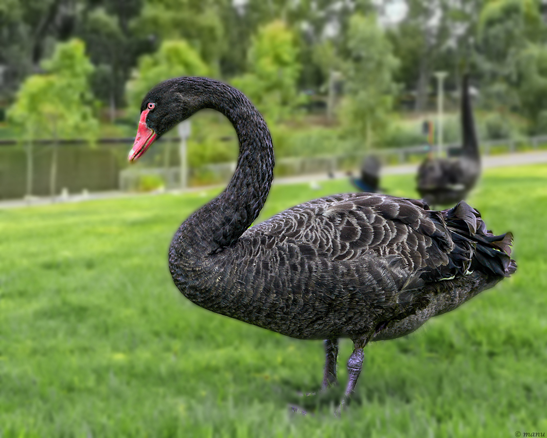 mein lieber Schwan