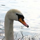 Mein lieber Schwan