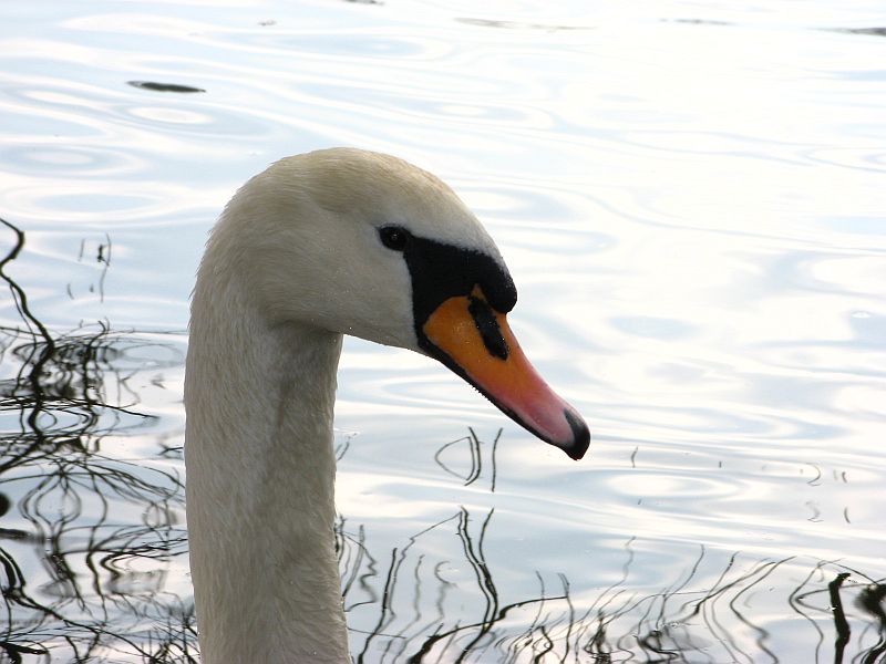 Mein lieber Schwan