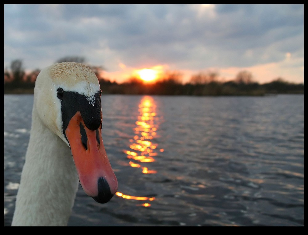 mein "lieber" Schwan