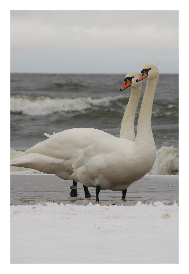 mein lieber Schwan....