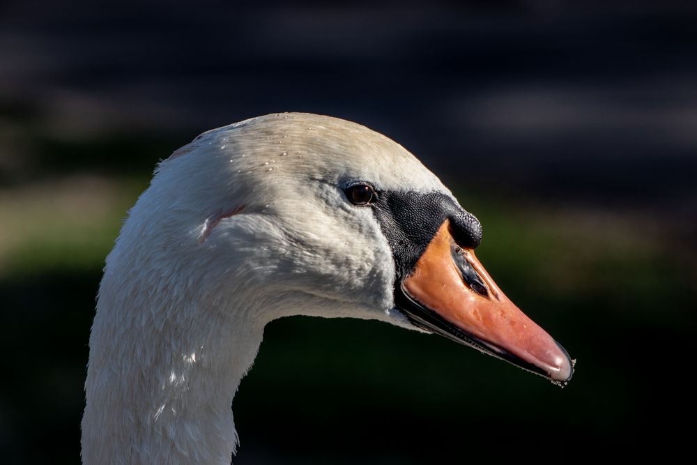 mein lieber schwan