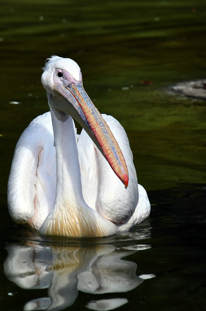 ~ mein lieber Schwan ~