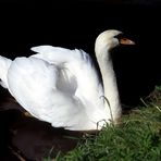 mein lieber Schwan