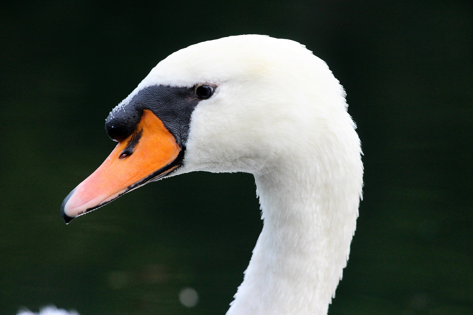 Mein lieber Schwan !