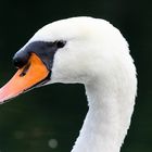 Mein lieber Schwan !