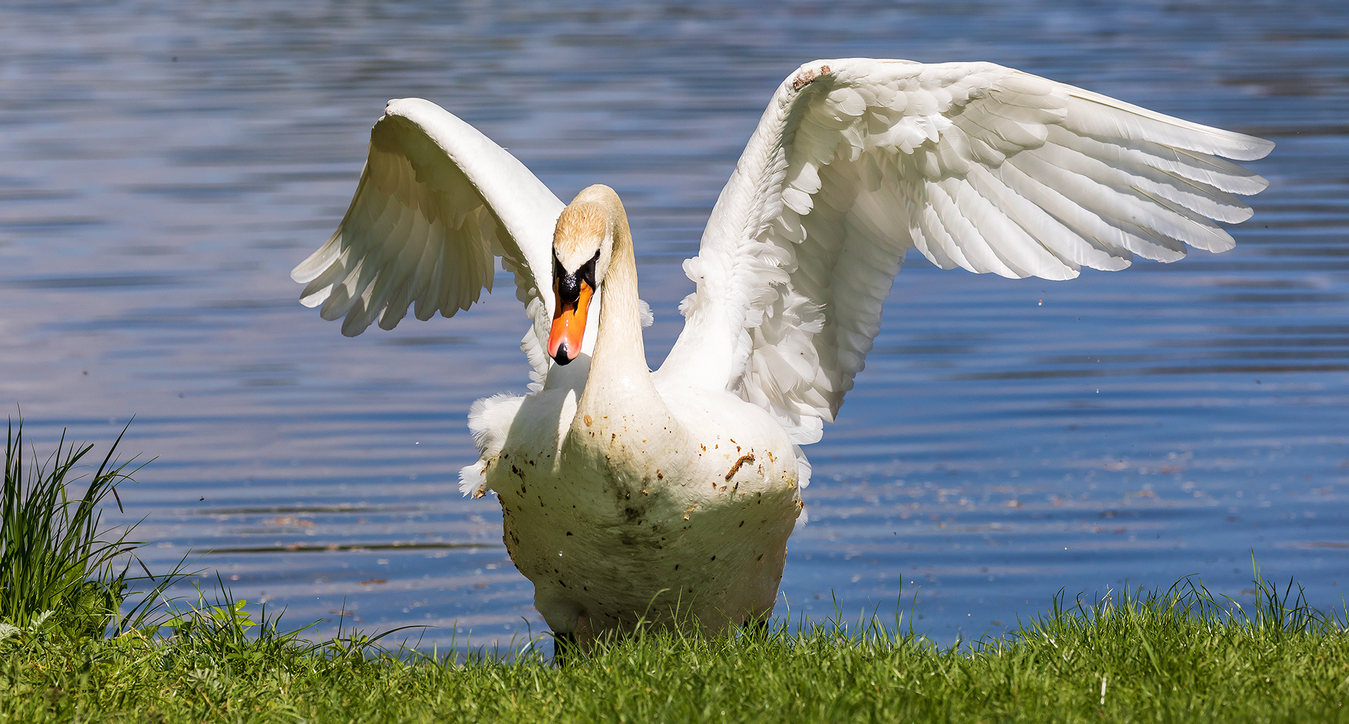 mein lieber Schwan