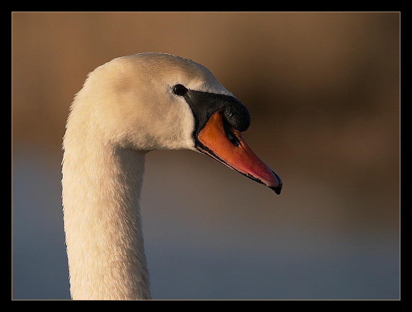 Mein lieber Schwan 2