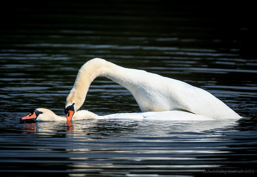 Mein lieber Schwan (2.)