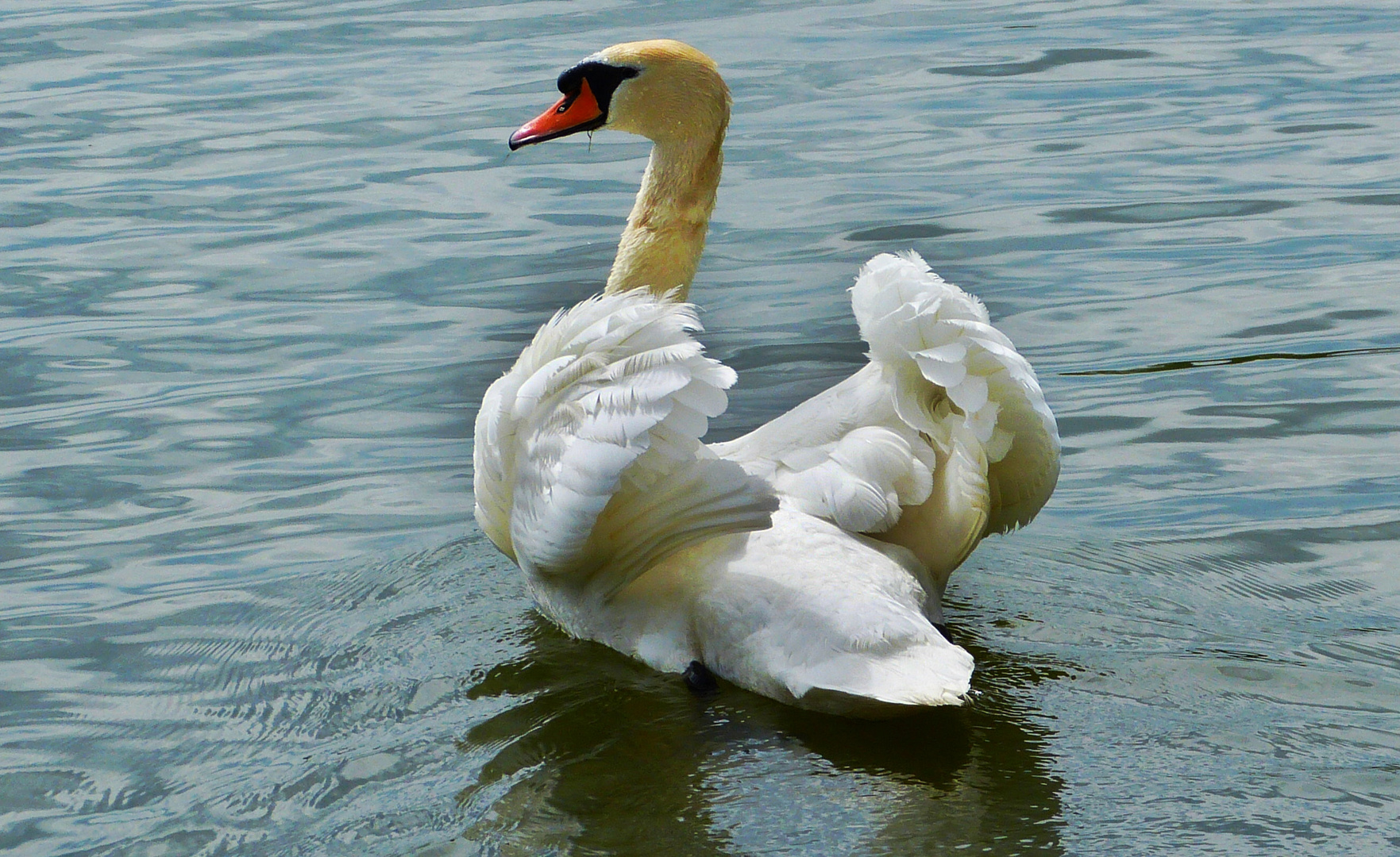 mein lieber Schwan 2