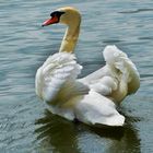 mein lieber Schwan 2