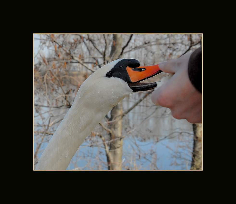 Mein lieber Schwan