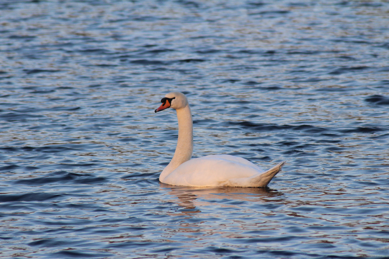 Mein lieber Schwan......................