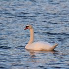 Mein lieber Schwan......................