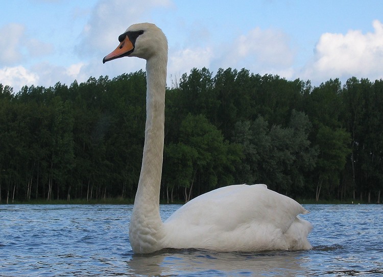 Mein lieber Schwan