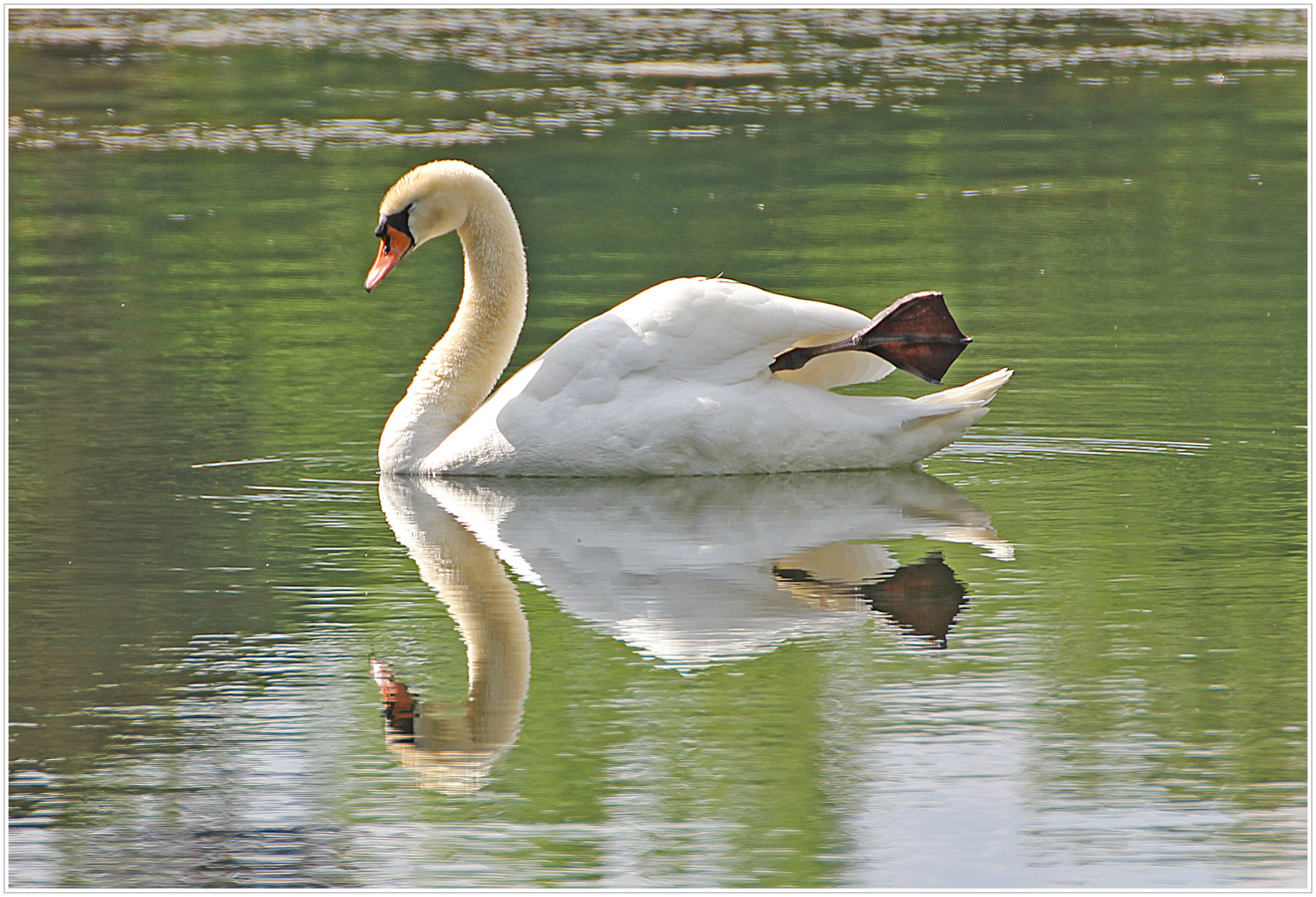 Mein lieber Schwan