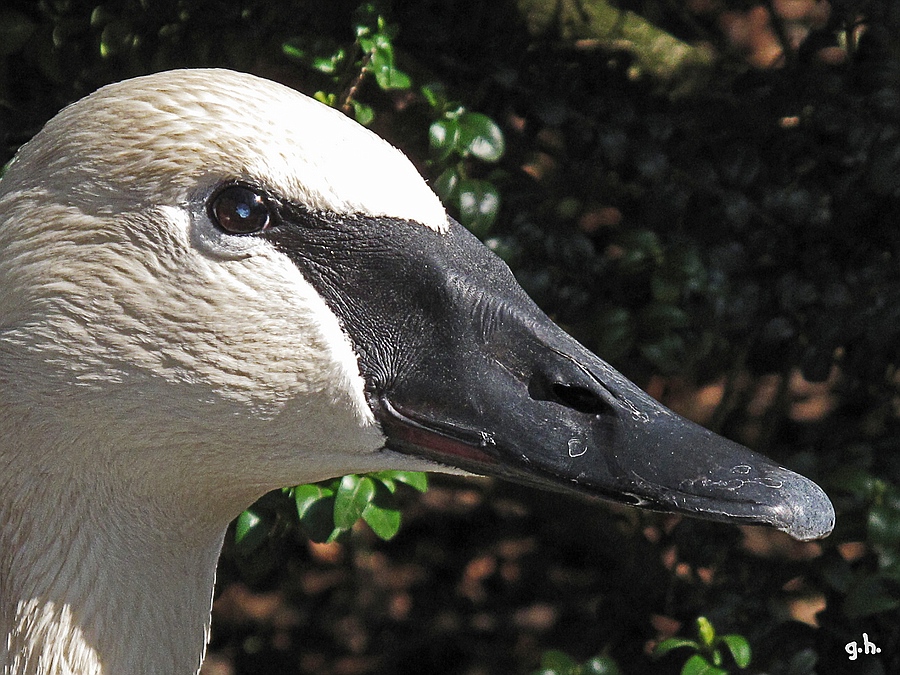 "Mein lieber Schwan"