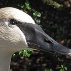 "Mein lieber Schwan"