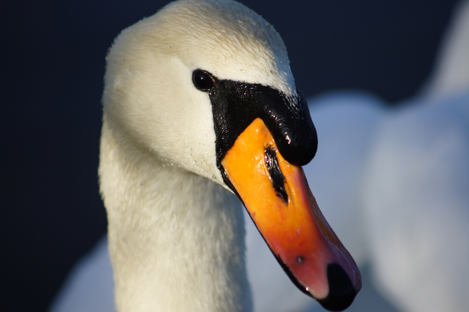 mein lieber Schwan ...