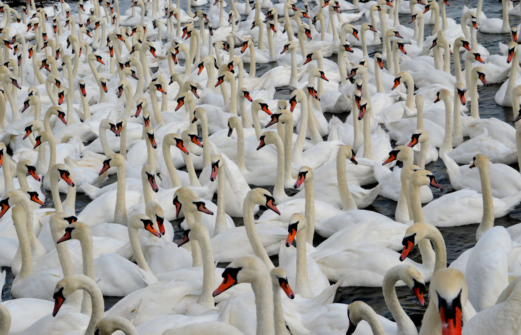 Mein lieber Schwan!