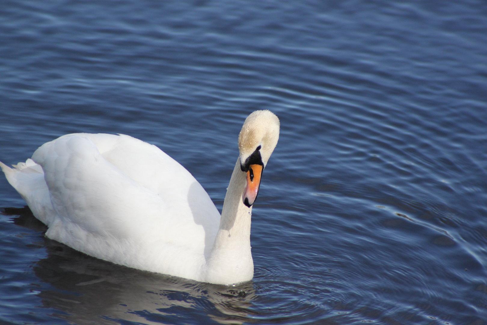 Mein lieber Schwan