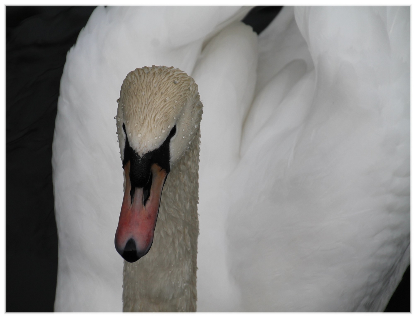 Mein lieber Schwan ...