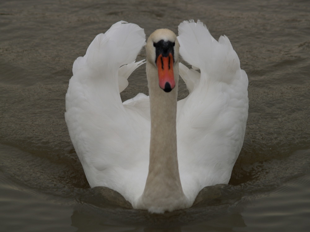 Mein lieber Schwan