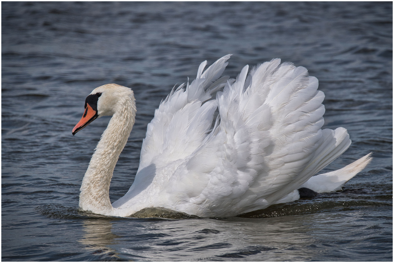 mein lieber Schwan