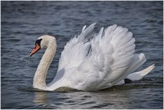 mein lieber Schwan