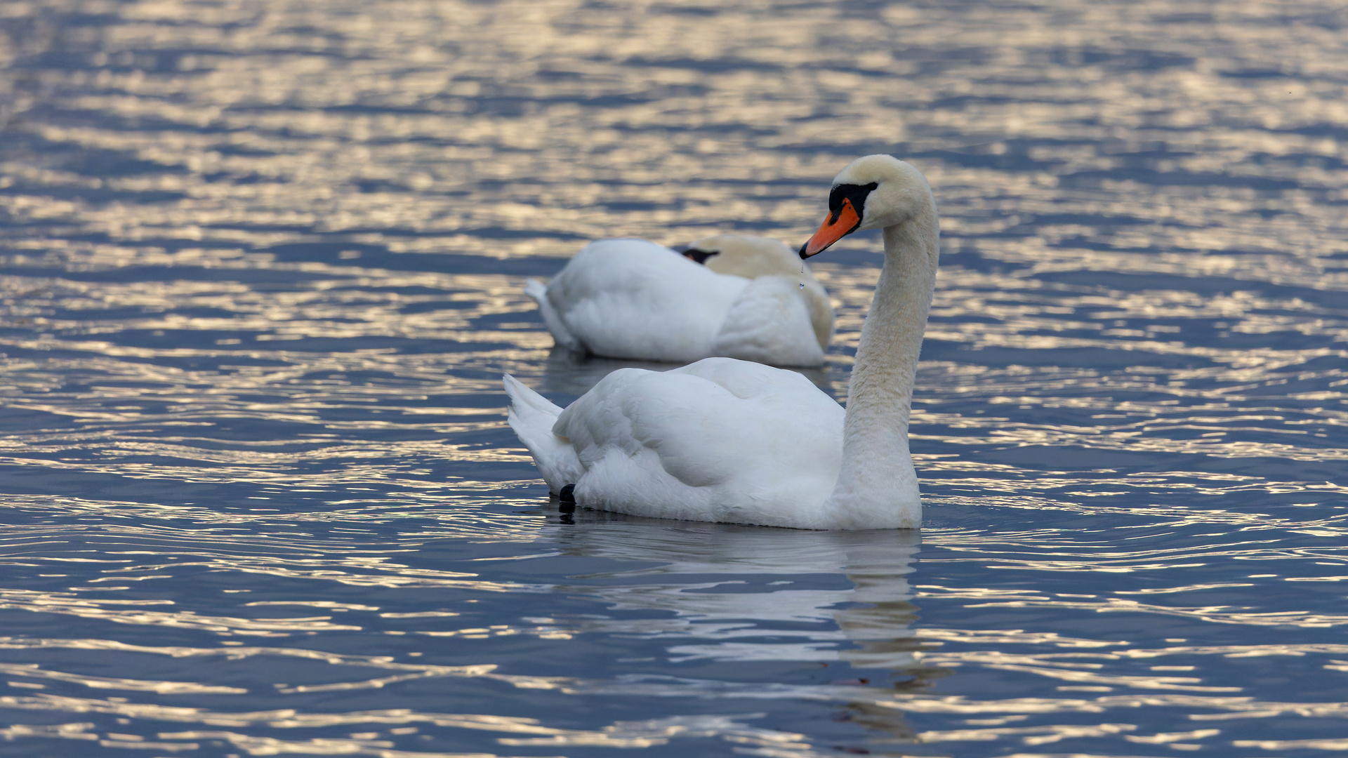 mein lieber Schwan