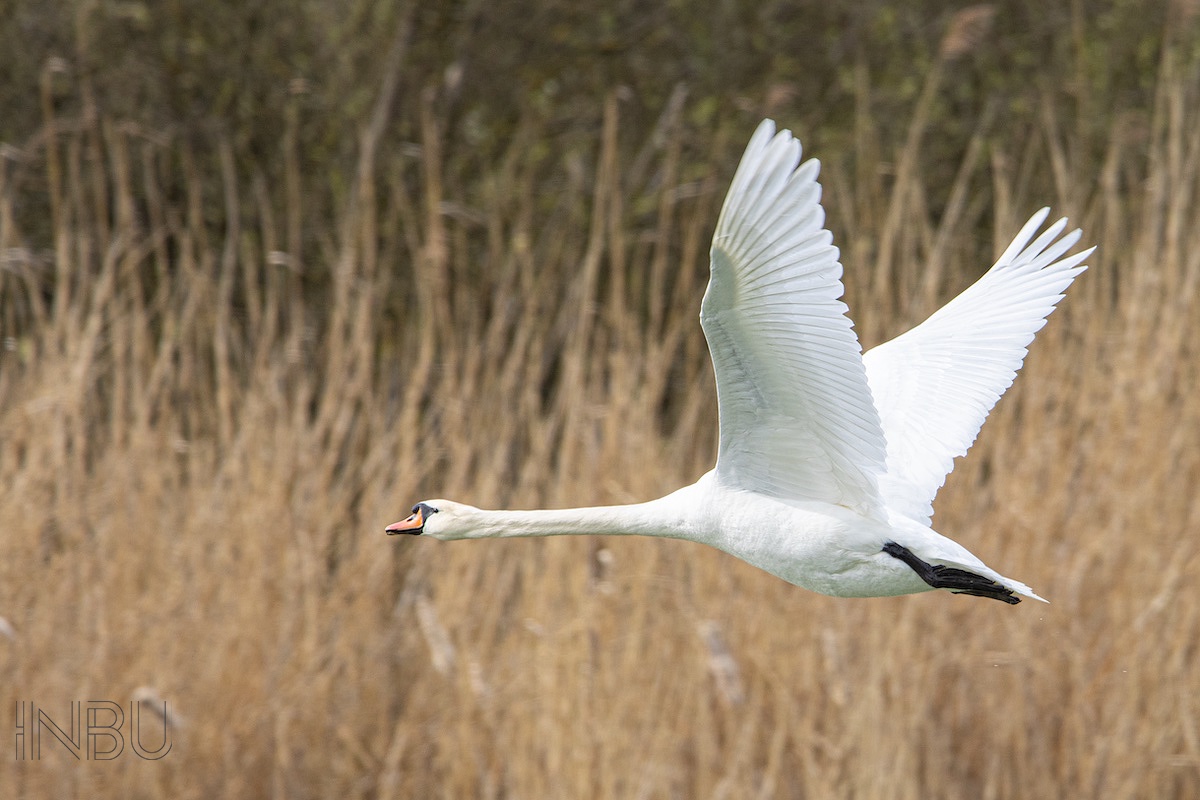 mein lieber Schwan