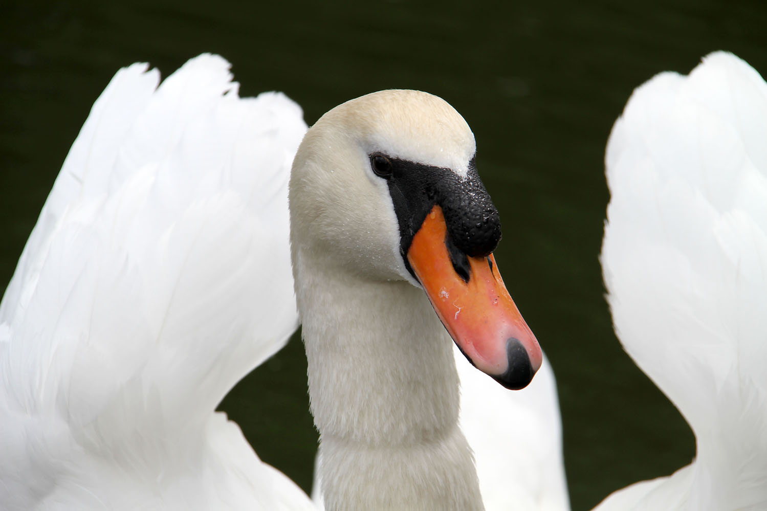 " Mein lieber Schwan "