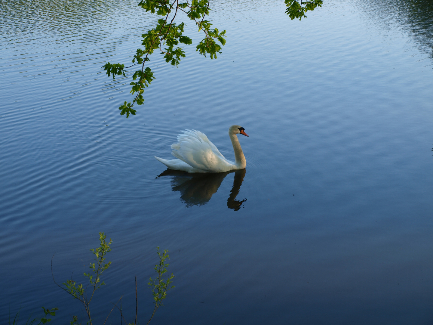 Mein Lieber Schwan