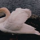 Mein lieber Schwan