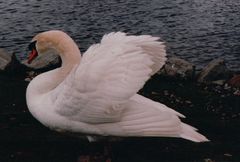 Mein lieber Schwan