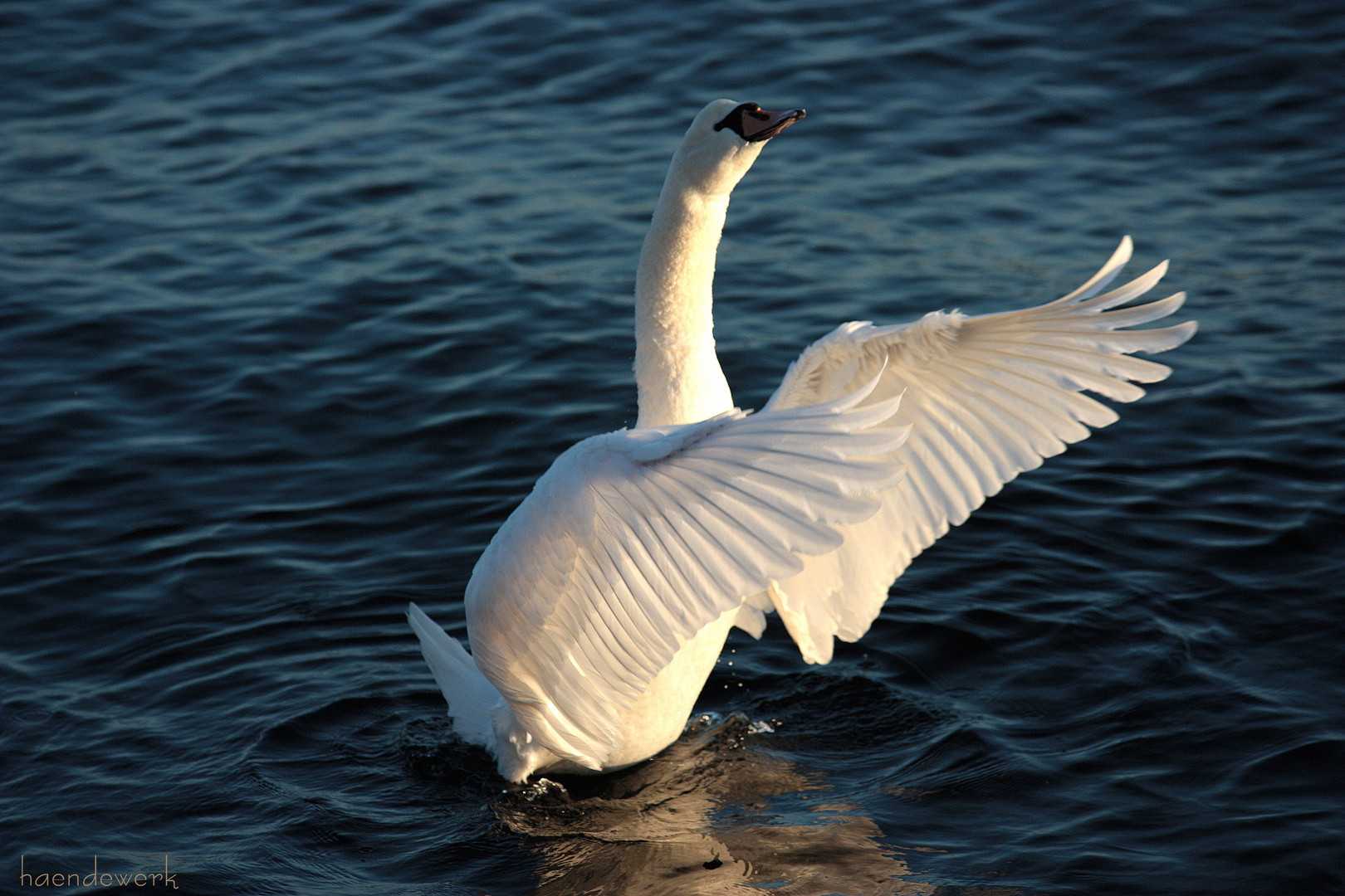 mein lieber Schwan!