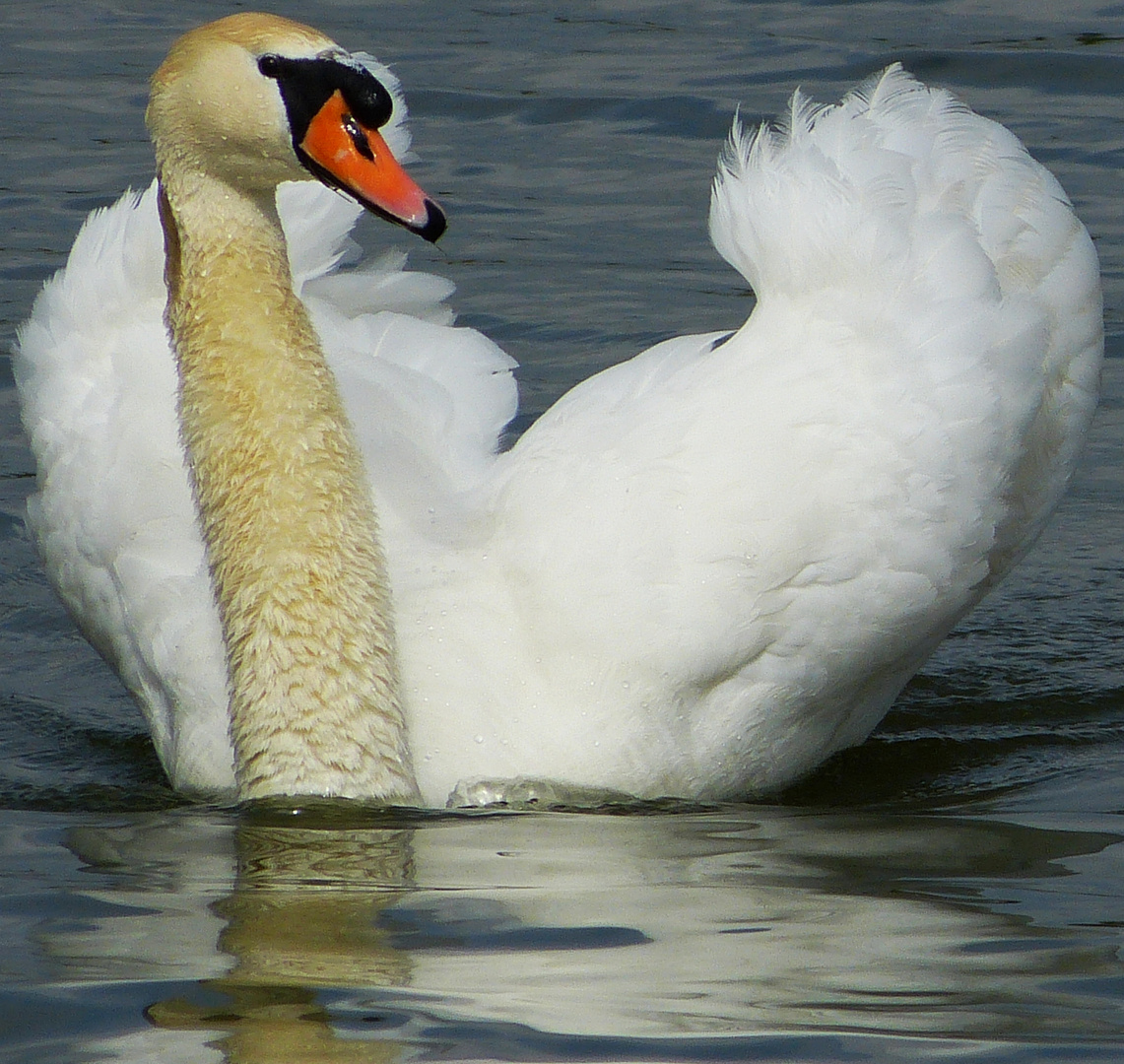 mein lieber Schwan 3