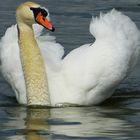 mein lieber Schwan 3