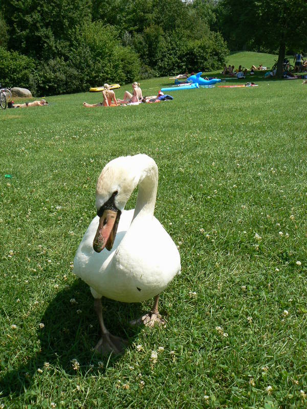 Mein lieber Schwan 3.